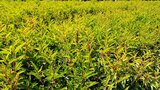 Portugese Laurier - Prunus lus. Angustifolia - Plantenkwekerij-Kenens