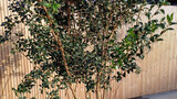 Osmanthus burkwoodii, 150/175 cm 70L, meerstammig, Schijnhulst_