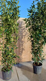 Prunus Laur. 'Caucasica', 175-200 35L, Laurierkers_