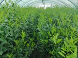 Prunus Laur. 'Caucasica' 3L, 80-100 Laurierkers_