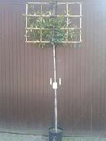 Photinia fras. 'Red Robin', 10-12 Pot, Lei-Glansmispel voorgeleid met rek_