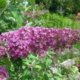 Buddleja dav. 'Royal red', 60-80 cm 3L, Vlinderstruik_