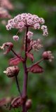 Angelica sylvestris 'Ebony', Engelenwortel_
