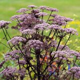 Angelica sylvestris 'Ebony', Engelenwortel_