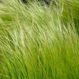 Borderpakket "Green Green Grass" voor 4m2 - P9 Pot (9x9cm)_