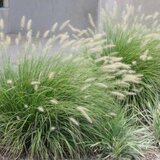 Borderpakket "Green Green Grass" voor 4m2 - P9 Pot (9x9cm)_