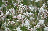 Borderpakket "Pastel Dream" voor 3m2 - P9 Pot (9x9cm)_