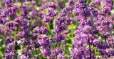 Borderpakket "Purple Rain" voor 3m2 - P9 Pot (9x9cm)_