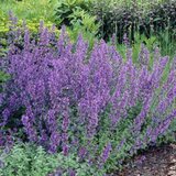 Borderpakket "Purple Rain" voor 3m2 - P9 Pot (9x9cm)_
