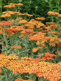 Borderpakket "Golden Hour" voor 3m2 - P9 Pot (9x9cm)_