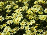 Borderpakket "Golden Hour" voor 3m2 - P9 Pot (9x9cm)_