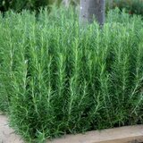 Borderpakket "Tasty Garden" voor 3m2 - P9 Pot (9x9cm)_