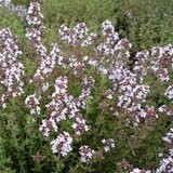 Borderpakket "Tasty Garden" voor 3m2 - P9 Pot (9x9cm)_