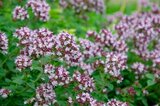 Borderpakket "Tasty Garden" voor 3m2 - P9 Pot (9x9cm)_