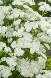 Borderpakket "Bright and White" voor 3m2 - P9 Pot (9x9cm)_