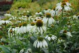 Borderpakket "Bright and White" voor 3m2 - P9 Pot (9x9cm)_