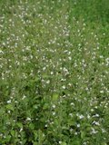 Borderpakket "Bright and White" voor 3m2 - P9 Pot (9x9cm)_