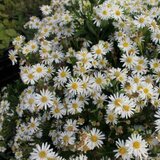 Borderpakket "Bright and White" voor 3m2 - P9 Pot (9x9cm)_