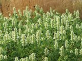 Borderpakket "Rainbow Garden" voor 3m2 - P9 Pot (9x9cm)_