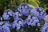 Borderpakket "Rainbow Garden" voor 3m2 - P9 Pot (9x9cm)_