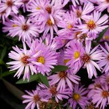 Borderpakket "Pink Blush" voor 3m2 - P9 Pot (9x9cm)_