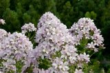 Borderpakket "Pink Blush" voor 3m2 - P9 Pot (9x9cm)_