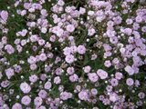 Borderpakket "Pink Blush" voor 3m2 - P9 Pot (9x9cm)_
