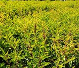 Prunus lus. 'Angustifolia', 30-40 cm 3L Portugese laurier_