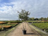 Osmanthus burkwoodii, 175-200 cm 70L, meerstammig, Schijnhulst_