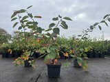 Amelanchier lamarckii, 3L, 60-80, Krentenboompje_