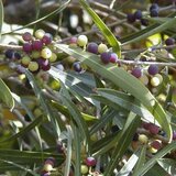 Phillyrea angustifolia, 60-80 Kluit, Steenlinde_