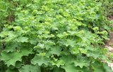 Alchemilla mollis, Vrouwenmantel_