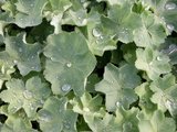 Alchemilla mollis, Vrouwenmantel_