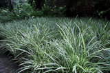 Carex morrowii 'Variegata', Zegge_