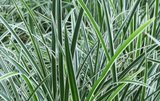 Carex morrowii 'Variegata', Zegge_