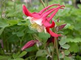 Aquilegia 'Crimson Star',Akelei_