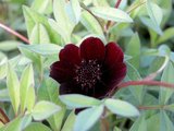 Cosmos atrosanguinea, Cosmos_