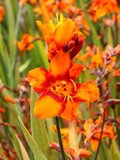 Crocosmia 'Emily McKenzie', Montbretia_