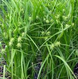 Carex grayi, Zegge_