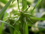 Carex grayi, Zegge_