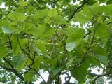 Paulownia tomentosa, 10/12 Blote wortel_