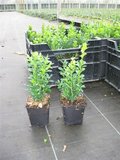 Buxus Sempervirens, 15-20 cm Pot P9_