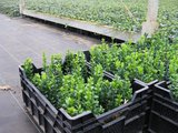 Buxus Sempervirens, 15-20 cm Pot P9_