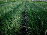 Pennisetum alop. 'Hameln', 3L pot Lampepoetsergras_