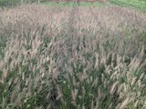 Pennisetum alop. 'Hameln', 3L pot Lampepoetsergras_