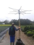 Platanus acerifolia, 12/14 Blote wortel, Dakplataan_