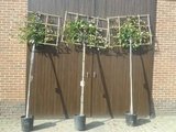 Photinia fras. 'Red Robin', 8/10 Pot, Lei-Glansmispel voorgeleid met rek_
