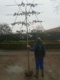 Liquidambar styraciflua, 12/14 Draadkluit, Lei-Amberboom voorgeleid met rek_