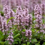 Ajuga reptans 'Rosea' ,Zenegroen