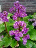 Bergenia cordifolia 'Purpurea', schoenlappersplant